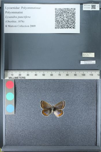 Media type: image;   Entomology 155993